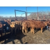 Image 2 : Turtleview Livestock - 750# February Delivery Steers - 81 Head (Goodlands, MB) VBP+