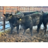 Image 2 : Calberta Farms - 5 Heifers (Pen 403)