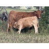 Image 6 : Jeff Smith - 625# October Delivery Heifer Calves - 65 Head (Sundre, AB)