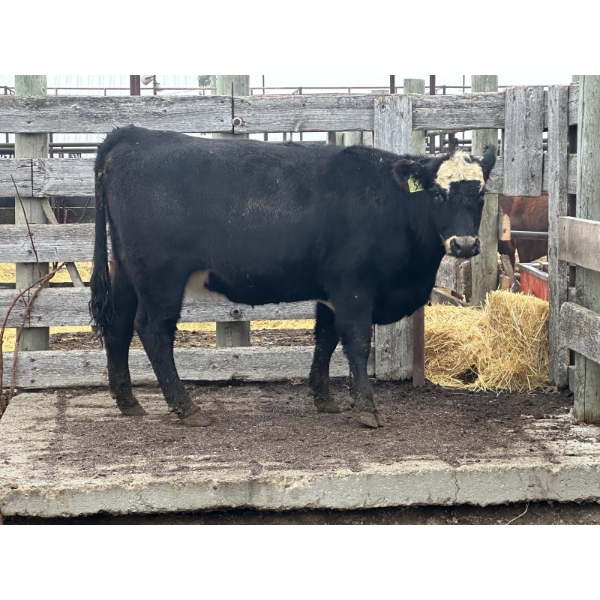 Rosgen Ranches - 1 Heifer (Pen 140)