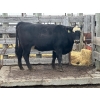 Image 1 : Rosgen Ranches - 1 Heifer (Pen 140)