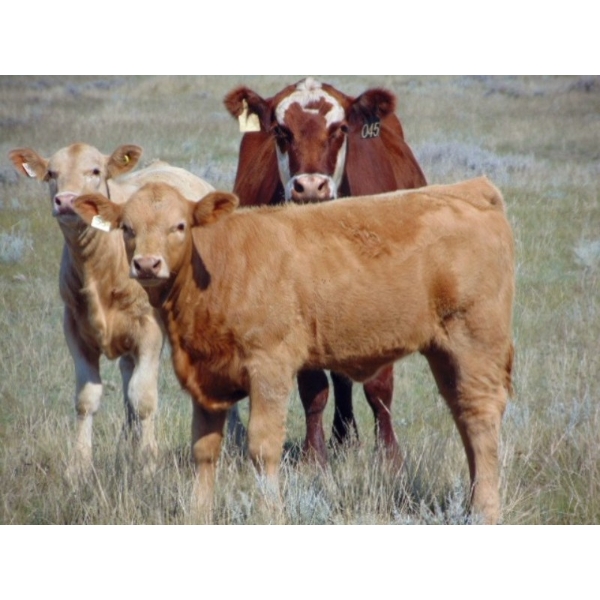 Stadnicki Cattle - 585# October Delivery Heifer Calves - 90 Head (Jenner, AB)