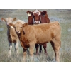 Image 1 : Stadnicki Cattle - 585# October Delivery Heifer Calves - 90 Head (Jenner, AB)