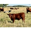 Image 12 : Kokay Farms Ltd. - 685# November Delivery Steer Calves - 120 Head (Rosemary, AB)