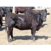 Image 10 : Marsh Ranches Ltd. (Marsh 99 Ranch) - 750# May Delivery Heifers - 140 Head (Southey, SK) VBP+