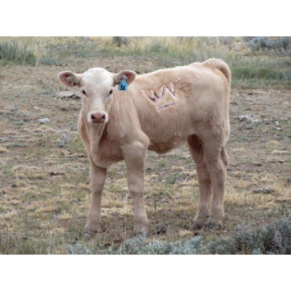 Wolfer Ranching/Wolfer Cattle Co. - 560# October Delivery Heifer Calves - 60 Head (Tilley, AB)