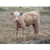 Image 8 : Wolfer Ranching/Wolfer Cattle Co. - 575# October Delivery Heifer Calves - 60 Head (Tilley, AB)