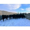 Image 3 : TS Stock Farm Ltd. - 25 Black/Black X Spring Calving Bred Heifers (Mullingar, SK)