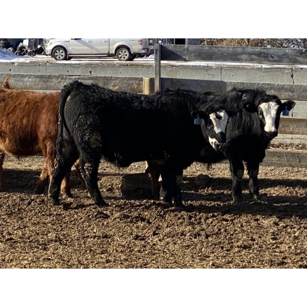 Ron Billings - 825# March Delivery Steers - 70 Head (Sundre, AB)