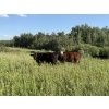 Image 22 : Sheldon Reimer - 940# September Delivery Grass Heifers - 325 Head (Cromer, MB)