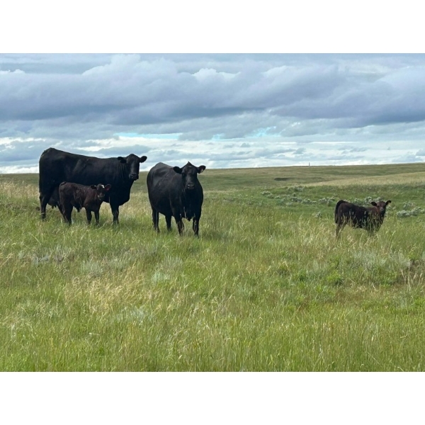 Dot Bar Dot Ranch - 575# November Delivery Steer Calves - 100 Head (Fox Valley, SK)