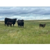 Image 1 : Dot Bar Dot Ranch - 575# November Delivery Steer Calves - 100 Head (Fox Valley, SK)