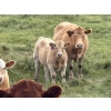 Image 4 : Leaning Arrow Ranch - 600# November Delivery Steer Calves - 95 Head (Dewberry, AB)