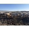 Image 2 : 6U Cattle Company - 880# April Delivery Heifers - 145 Head (Manning, AB) VBP+