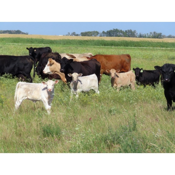 Johnson Livestock - 34 Exotic X Cow/Calf Pairs (Peebles, SK)