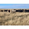 Image 4 : Block's Ranching Ltd. - 760# November Grass Steers - 71 Head (Abbey, SK)