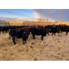 Image 3 : L & J Ranch - 730# January Delivery Heifers - 27 Head (Harptree, SK)