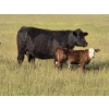 Image 7 : Calvin Rydzik - 500# November Delivery Steer Calves - 80 Head (Glenavon, SK)