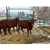 Image 2 : Regehr Land & Cattle - 3 Heifers (Pen 142)