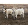 Image 3 : Cluny Colony - 780# October Delivery Weaned Heifers - 70 Head (Cluny, AB)