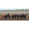 Image 2 : Block's Ranching Ltd. - 685# May Delivery Heifers - 44 Head (Bow Island, AB)