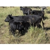 Image 11 : Lobo Ranching - 560# October Delivery Steer Calves - 270 Head (Cochrane, AB)