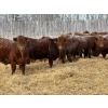 Image 2 : Winn Man Farms - 720# March Weaned Steers - 85 Head (Winnipegosis, MB)