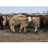 Image 12 : Osadczuk Cattle Co. - 699# March Delivery Heifers - 89 Head (Patricia, AB)
