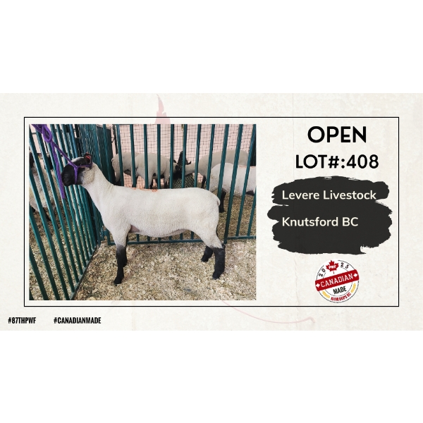 Open Sheep - Levere Livestock - Knutsford BC