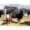 Image 2 : Leib Farm & Ranch Ltd. - 20 Black Angus/Black Angus X Pairs (Southey, SK)