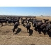 Image 2 : Ripple Rock Ranch - 750# June Delivery Heifers - 82 Head (Fincastle, AB)