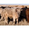 Image 7 : Copperfield Farming - 710# February Delivery Steers - 90 Head (Vauxhall, AB)