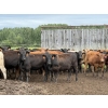 Image 2 : Jason Szymanek - 750# June Delivery Heifers - 75 Head (Stauffer, AB)