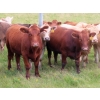 Image 13 : Taylor Enterprises Inc. - 900# September Delivery Grass Heifers - 134 Head (Wawota, SK)