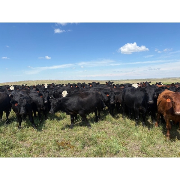 Daryk & Bonnie Simonson - 900# August Delivery Grass Steers - 124 Head (Dinsmore, SK) VBP+