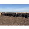 Image 3 : Poelman Farms - 850# August Delivery Heifers - 150 Head (Granum, AB)