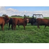 Image 9 : C.O. Johnson & Sons Ranches - 915# September Delivery Grass Heifers - 100 Head (Scandia, AB)