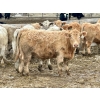 Image 8 : Stahlville Colony - 990# January Delivery Steers - 92 Head (Rockyford, AB)