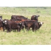 Image 3 : Hebert Livestock Ventures - 760# February Delivery Weaned Steers - 240 Head (Wawota, SK) VBP+