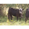 Image 10 : Bar T Livestock - 535# October Delivery Steer Calves - 115 Head (Earl Grey, SK)