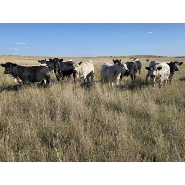 Wyatt & Meg Isaacson - 940# Sept/Oct Delivery Grass Steers - 64 Head (Killdeer, SK)