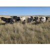 Image 1 : Wyatt & Meg Isaacson - 940# Sept/Oct Delivery Grass Steers - 64 Head (Killdeer, SK)