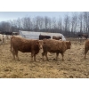 Image 3 : Leonard, Bonnie & Blair Zdan - 950# March Delivery Heifers - 50 Head (Alonsa, MB) VBP+