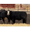 Image 5 : Michael Jennings - 700# April Delivery Bulls - 88 Head (Condor, AB)