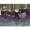 Image 2 : Rusty Toews - 575# November Delivery Steer Calves - 75 Head (Kersley, BC)