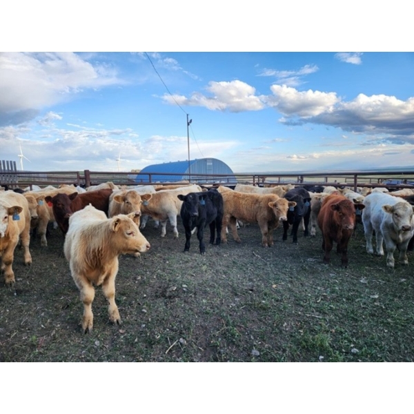 Thompson Colony - 475# October Delivery Heifer Calves - 110 Head (Fort Macleod, AB)