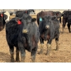 Image 7 : 9X Enterprises - 750# April Delivery Steers - 135 Head (Millicent, AB)