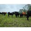 Image 19 : Vandenhoven Farms - 650# November Delivery Steer Calves - 95 Head (Rimbey, AB) VBP+