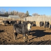 Image 11 : Bircham Ranch - 900# January Delivery Steers - 135 Head (Piapot, SK)