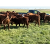 Image 8 : Dr. Elizabeth Homerosky - 610# October Delivery Steer Calves - 20 Head (Cochrane, AB)